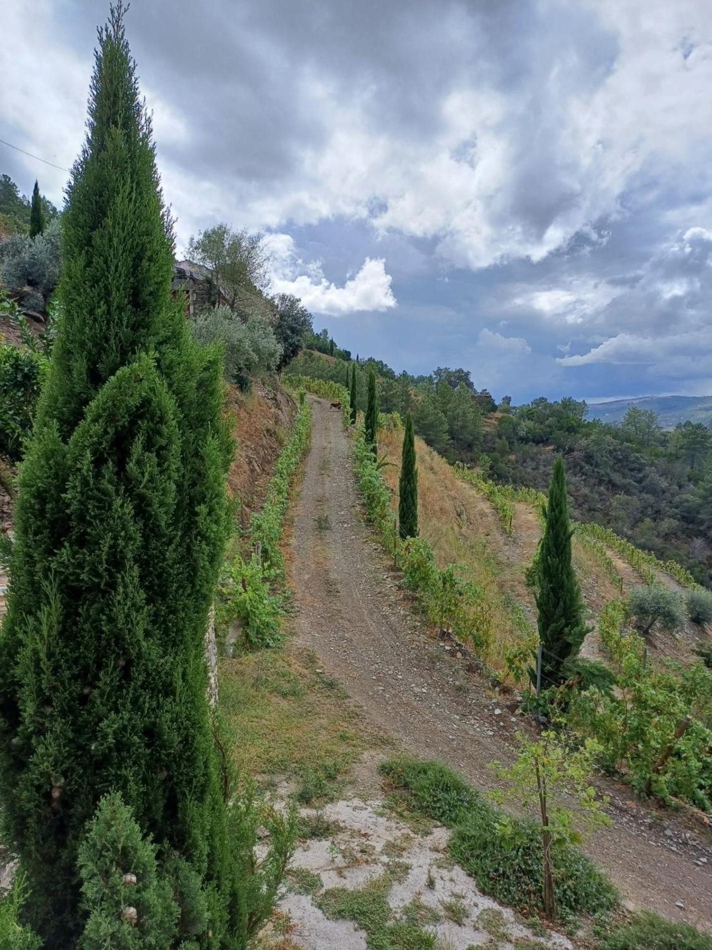 Country House Quinta Da Salgueira Alijo Ngoại thất bức ảnh